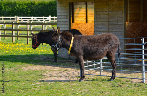 Donkeys at the Stable