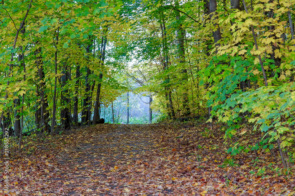 Beautiful trees and Autumn leaves on a trail in the woods Beautiful trees and Autumn leaves on a trail in the woods