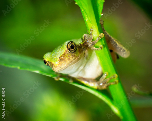 contorted tree frog
