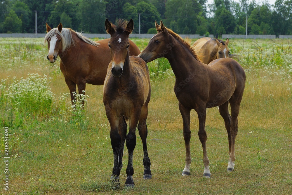small and large brown horses in a field in green grass small and large brown horses in a field in green grass
