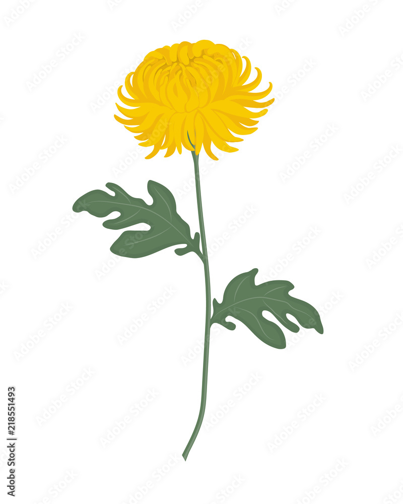 Yellow chrysanthemum with green leaves on a white background. Autumn flowers. Vector illustration Yellow chrysanthemum with green leaves on a white background. Autumn flowers. Vector illustration