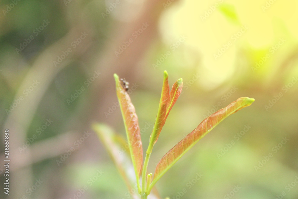 Natural green plants landscape using as a background or wallpaper. Natural green plants landscape using as a background or wallpaper.