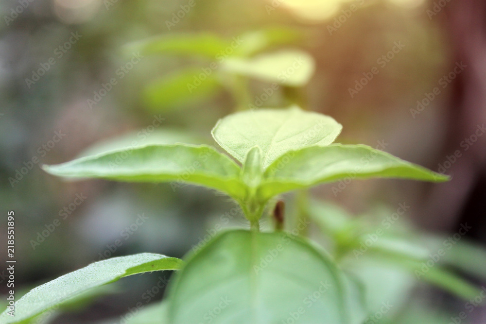 Natural green plants landscape using as a background or wallpaper. Natural green plants landscape using as a background or wallpaper.