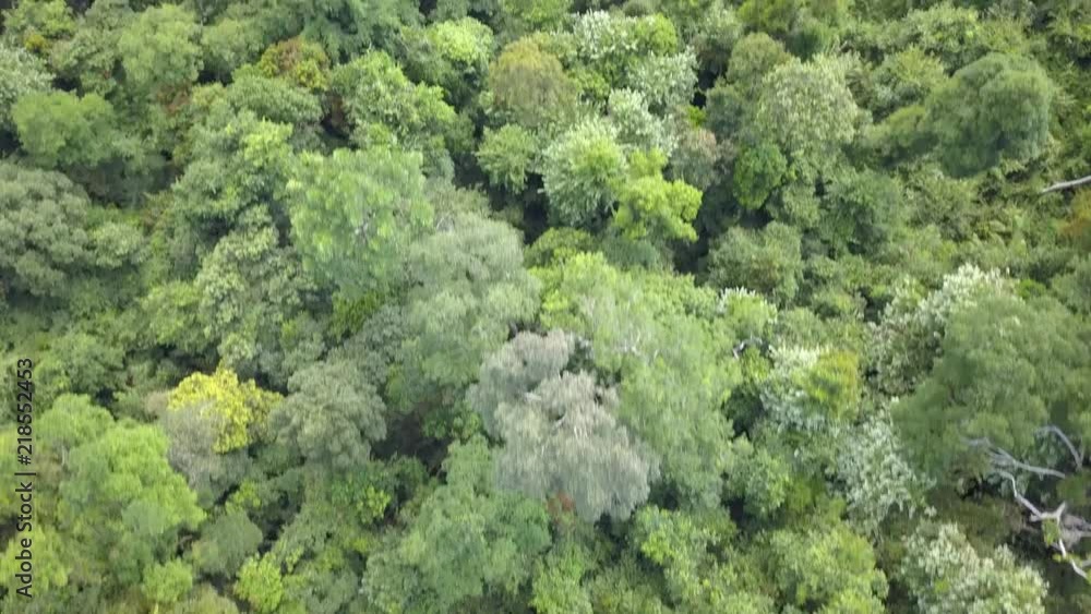 Aerial drone view of a tropical rainforest canopy giving way to a deforested area and palm oil plantation Aerial drone view of a tropical rainforest canopy giving way to a deforested area and palm oil plantation