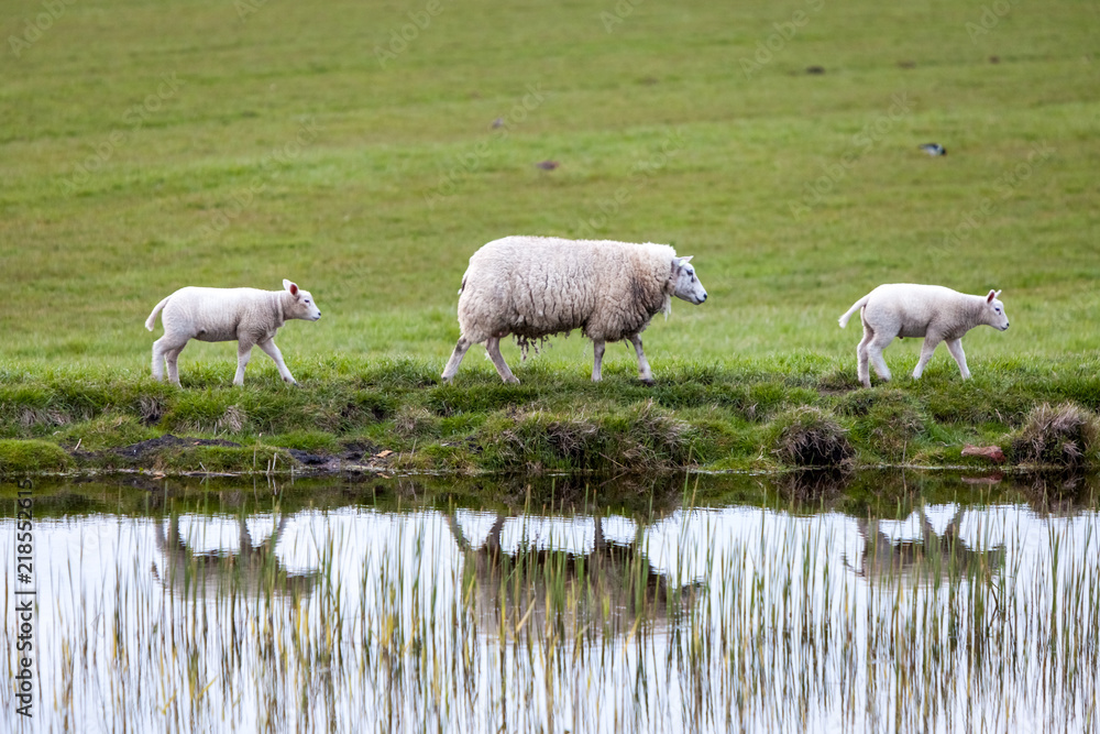 Obraz premium Sheep with two lambs and reflection in water