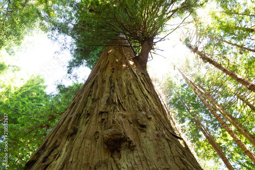 Redwood trees in California © Mary Monson
