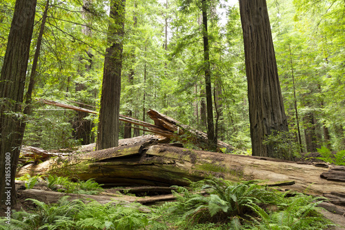 Redwood National Forest in northern California