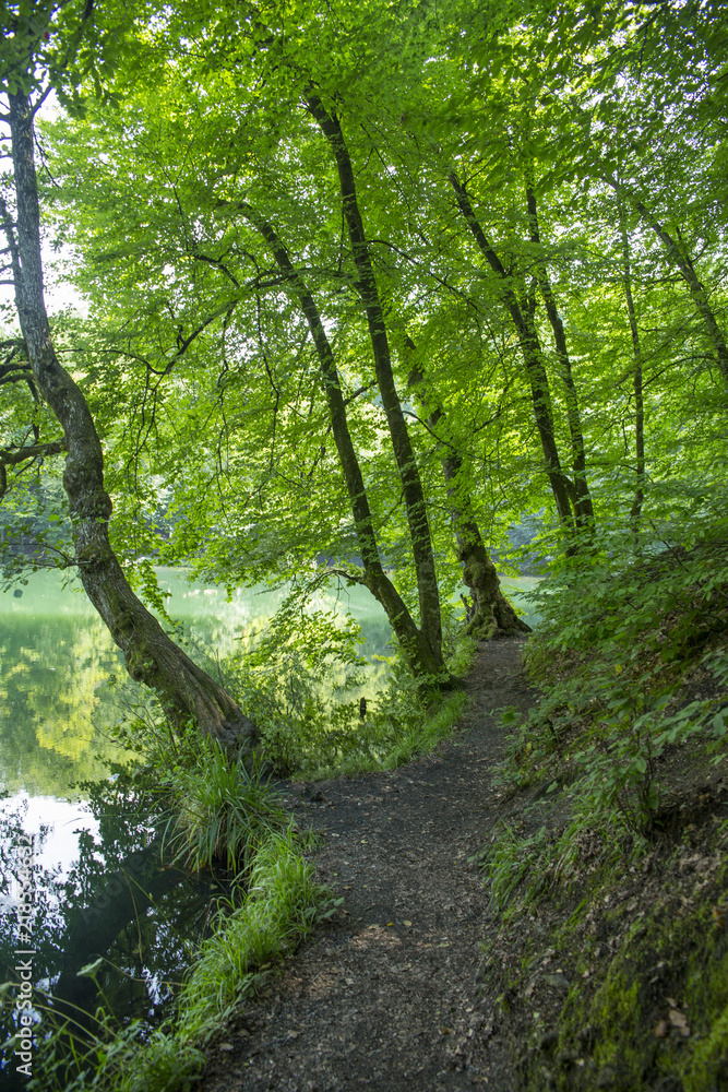 Path with beautiful green colors, trees, grass, moss, foliage, shades of green, light and darkness, textured floor, filled with leaves. Path with beautiful green colors, trees, grass, moss, foliage, shades of green, light and darkness, textured floor, filled with leaves.