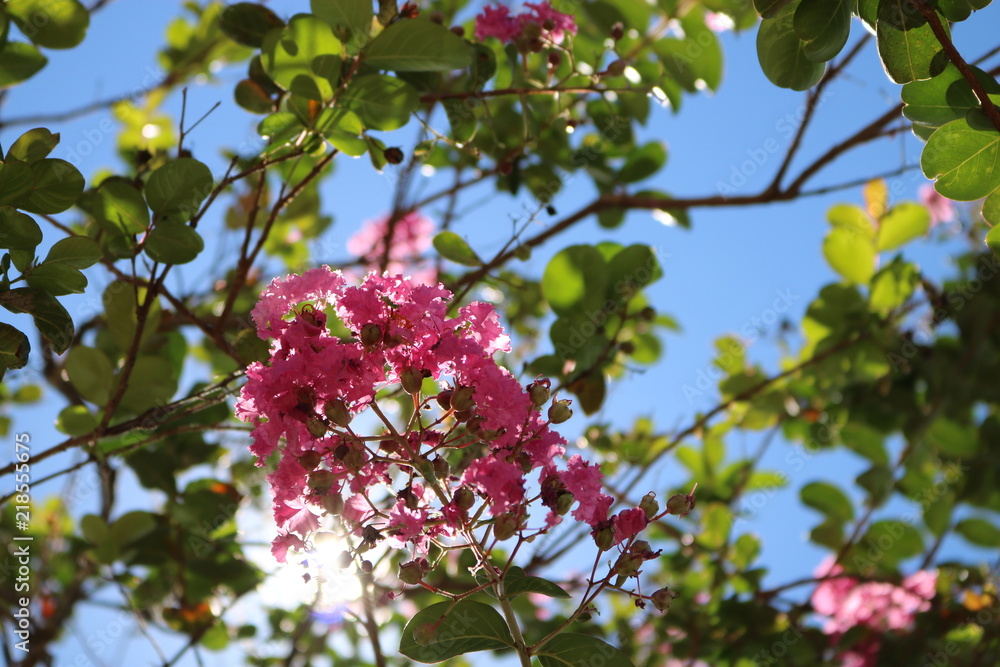 primavera primavera