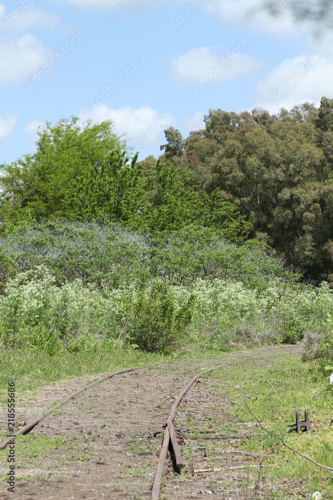 Fototapeta premium Campo vegetacion 