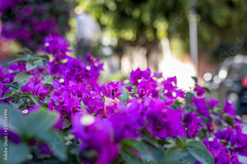 Purple flower bush