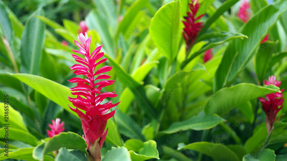 beautiful tropical red ginger flower ,close up. Alpinia purpurata (Vielle.) Schum.