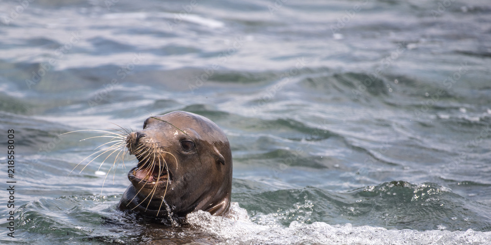 Sea Lion Swimming in the Pacific Ocean Looking Around in San Diego, California Sea Lion Swimming in the Pacific Ocean Looking Around in San Diego, California