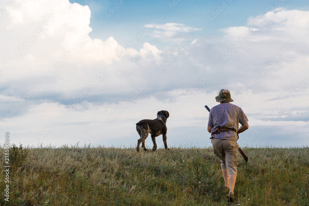 Hunter with a German trotter and spaniel, hunting a pheasant with dogs	