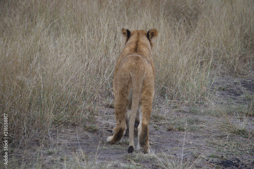 Photography African safari lions