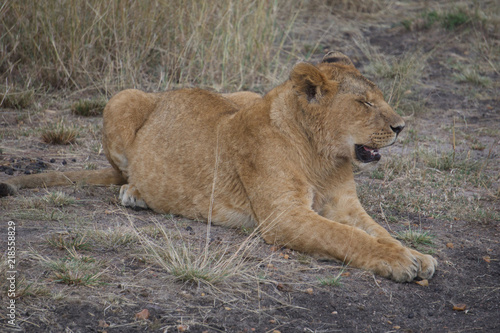 Canvas Print African safari lions