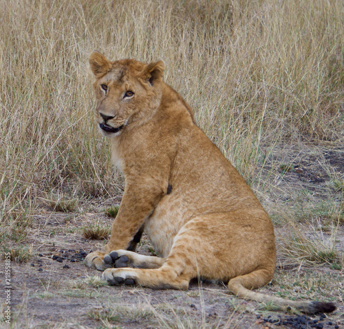 Photography African safari lions