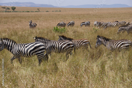 Photography African safari Zebras