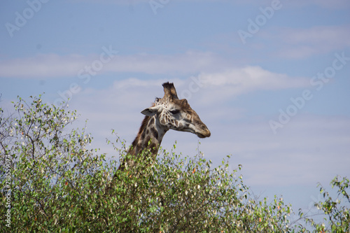 Canvas Print African Girafafrican giraffe safari landscape