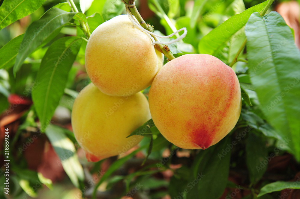 Ripe peaches hanging in a tree