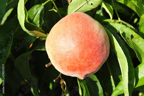 Ripe peaches hanging in a tree