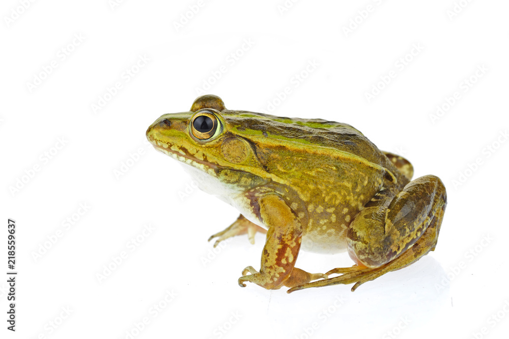Frog isolated on a white background Frog isolated on a white background