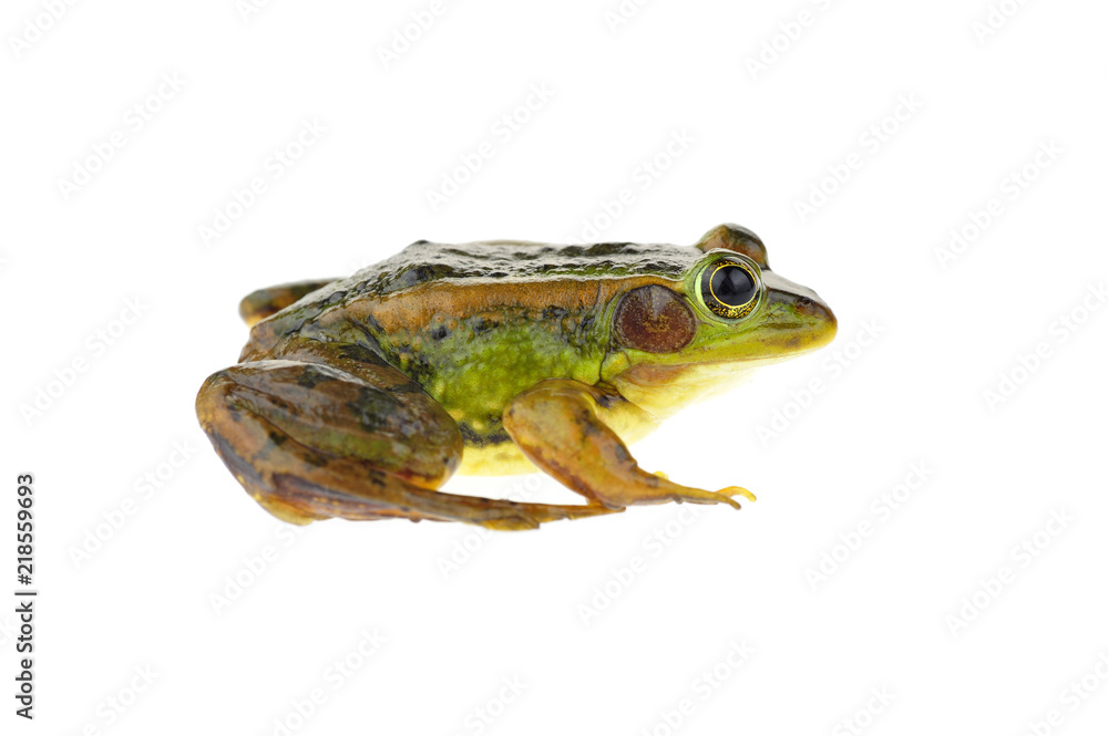 Naklejka premium Frog isolated on a white background