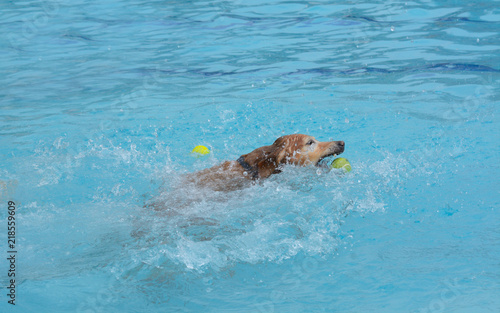 Older golden retriever dog swimming and splashing in swimming pool chasing ball with mouth open to grab tennis ball
