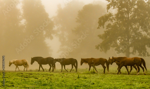 A line of horses in a foggy meadow © Douglas