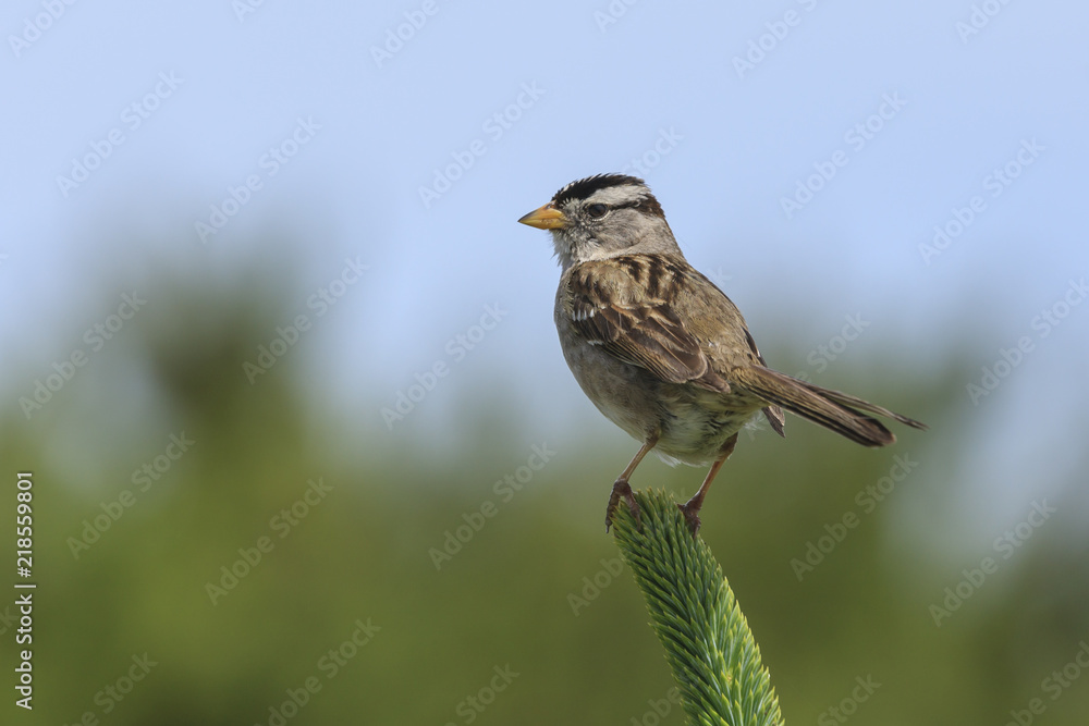 Fototapeta premium White crowned sparrow perched on a plant.