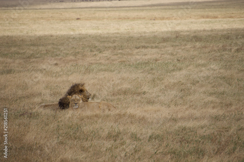 Photography African safari lions
