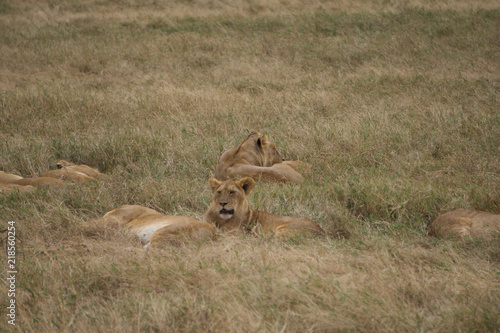 Photography African safari lions