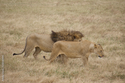 Photography African safari lions