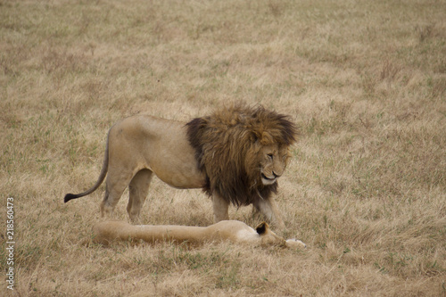 Photography African safari lions