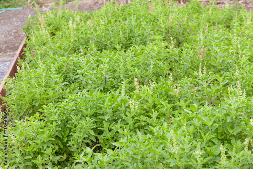 close up of thai basil or sweet basil in the garden close up of thai basil or sweet basil in the garden