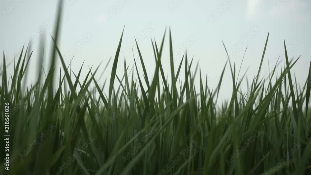 close up shot of rice field, dangling leaves close up shot of rice field, dangling leaves