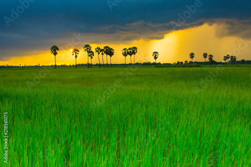Green rice field with palm tree in evening time and orange sky background in Thailand countryside