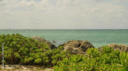 West Grand Bahama Island beach purslane photo