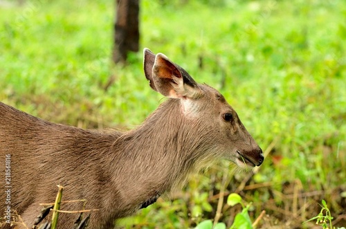 Fototapeta Naklejka Na Ścianę i Meble -  Sambar Deer