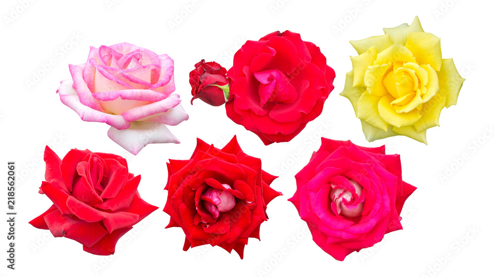 Pink and yellow roses isolated on a white background. Pink and yellow roses isolated on a white background.