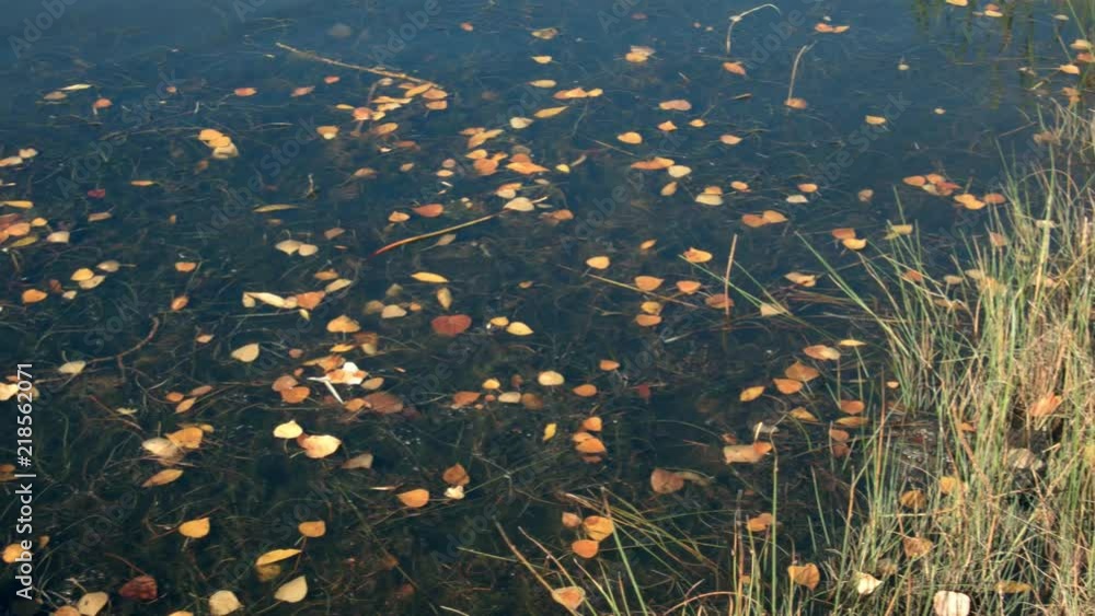 Leaves floating on a lake in autumn Leaves floating on a lake in autumn
