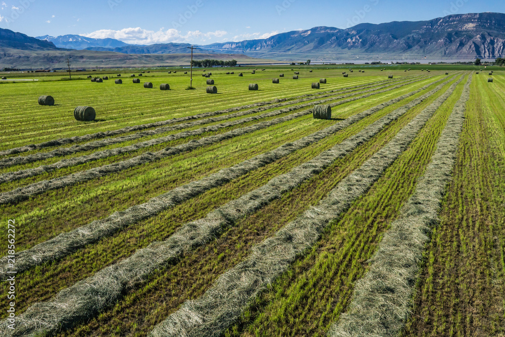 Fototapeta premium Field of Cut Hay in American West