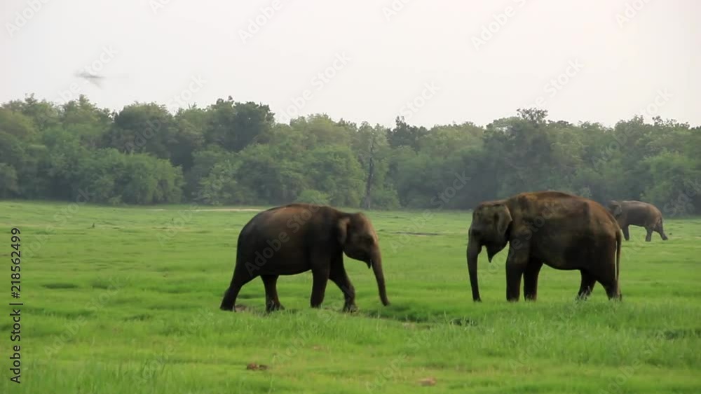 Elephants playing in Kaudulla park Elephants playing in Kaudulla park