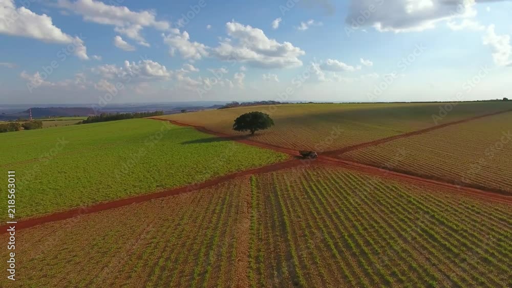 Sugarcane plantation field aerial view with sun light. Agricultural industrial. Ribeirão Preto, São Paulo / Brazil Sugarcane plantation field aerial view with sun light. Agricultural industrial. Ribeirão Preto, São Paulo / Brazil