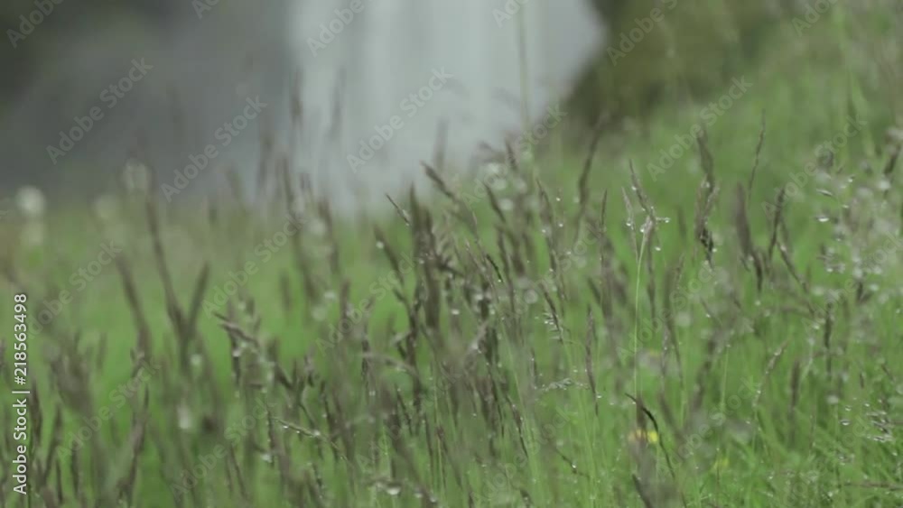 Rack focus from a waterfall (Skogafoss) to grass in Iceland. Rack focus from a waterfall (Skogafoss) to grass in Iceland.