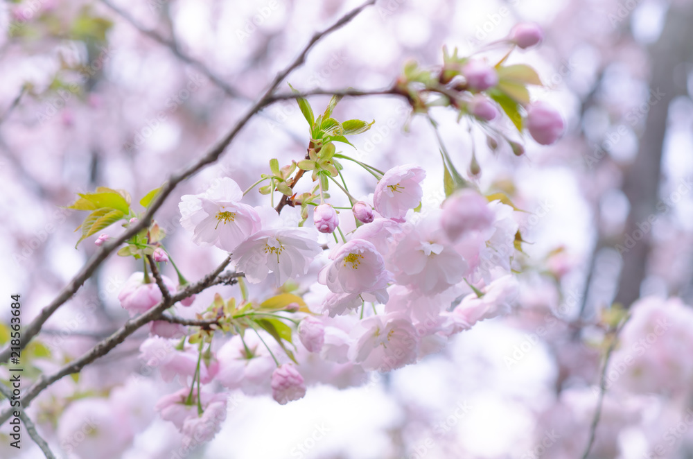 Sakura Pink in soft focus, beautiful cherry blossom in Japan, bright pink flowers of Sakura on the blurry background. Spring background and beautiful natural scenery. Sakura Pink in soft focus, beautiful cherry blossom in Japan, bright pink flowers of Sakura on the blurry background. Spring background and beautiful natural scenery.