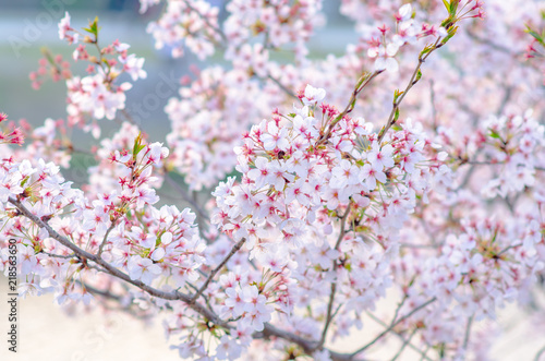 Sakura Pink in soft focus, beautiful cherry blossom in Japan, bright pink flowers of Sakura on the blurry background. Spring background and beautiful natural scenery.