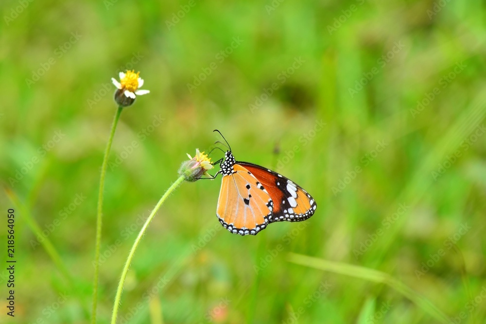 Monarch Butterfly Monarch Butterfly