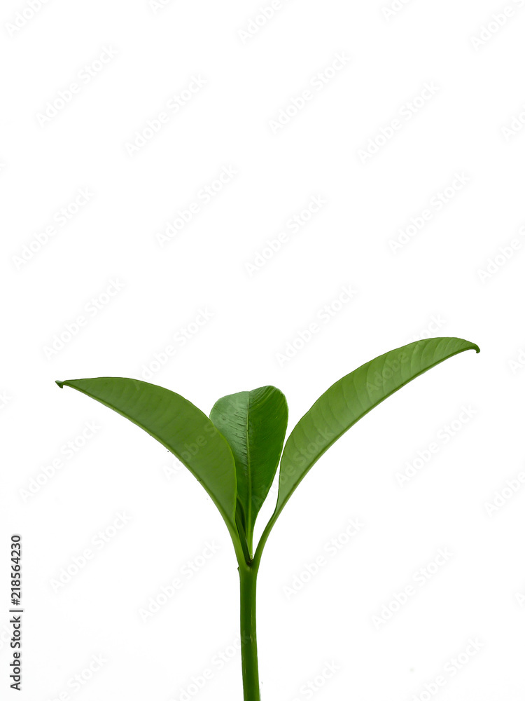 young leaves  on white background