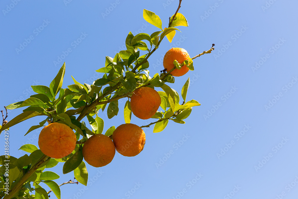 Fruit